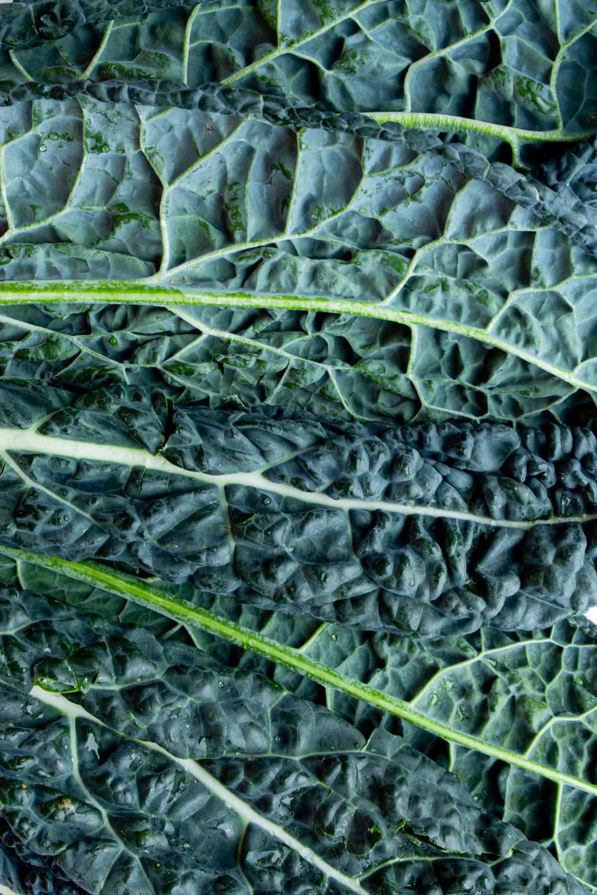 Close up of the leaf of caavolo nero with light veins showing through.